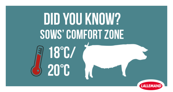 Sows’ comfort zone is between 18°C and 20°C