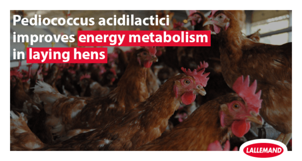 Pediococcus acidilactici improves energy metabolism in laying hens