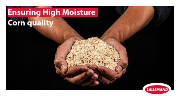 Ensuring high moisture corn quality