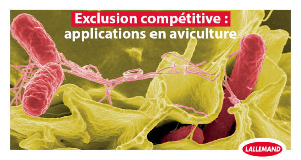 Exclusion compétitive : Un concept bien établi aux applications prometteuses en aviculture