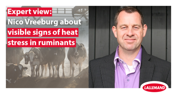 Expert's view: Dr. Nico Vreeburg about heat stress signs and mitigation strategies for dairy operations