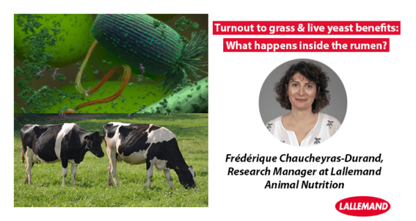 Turnout to grass & live yeast benefits: What happens inside the rumen?