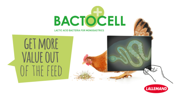 Get more value out of the feed with BACTOCELL