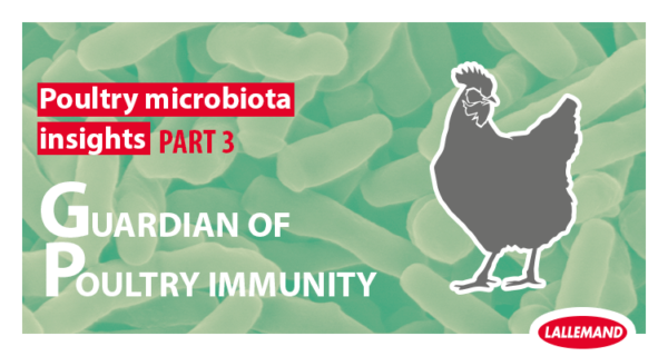 Poultry Microbiota Insight: Part 3 - The guardian of poultry immunity