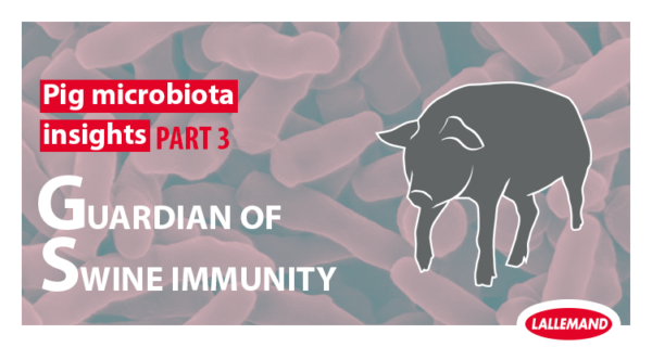 Pig Microbiota Insight: Part 3 - The guardian of swine immunity