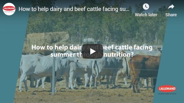10 tips to help dairy and beef cattle face the summer months