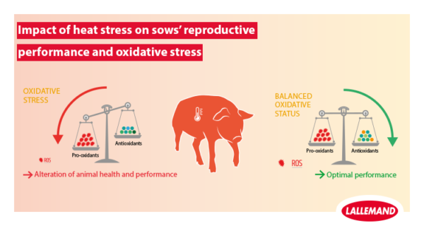 Heat stress alert: in summer, high temperatures can affect sows reproductive performance and lead to oxidative stress