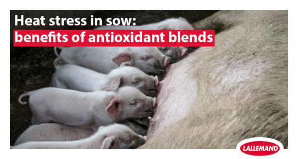 Heat stress in sow: benefits of antioxidant blends