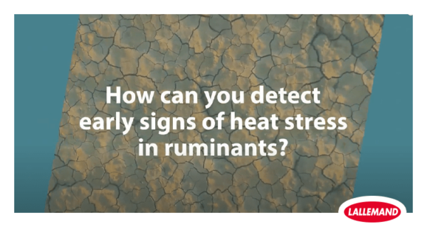 How to detect early signs of heat stress in ruminants