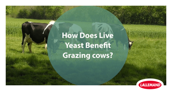 How does live yeast benefit grazing cows?