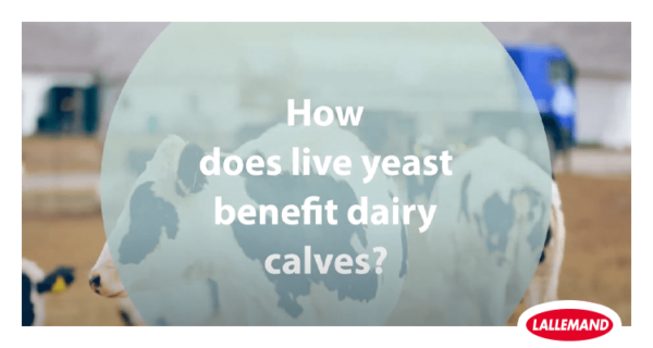 Live yeast benefits young ruminants to secure future performance