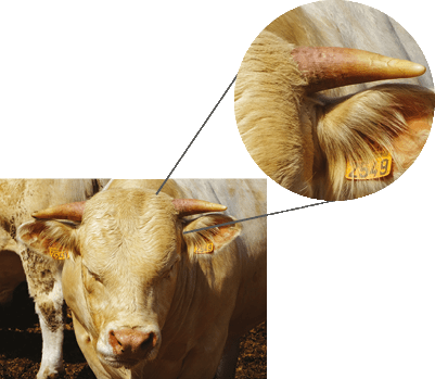inflammation of the horns is due to histamine release and can be an indicator of poor rumen function