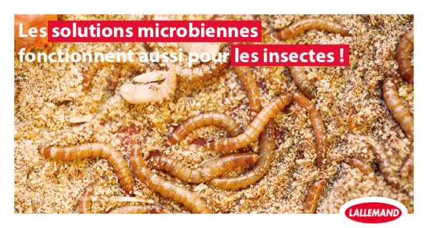Les solutions microbiennes fonctionnent aussi chez les insectes !