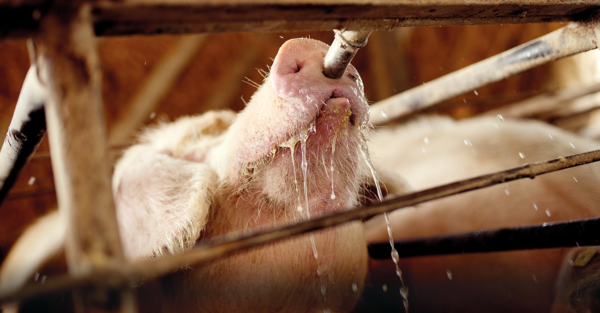 L’insuline peut jouer un rôle dans la résilience des porcs lors de stress thermique