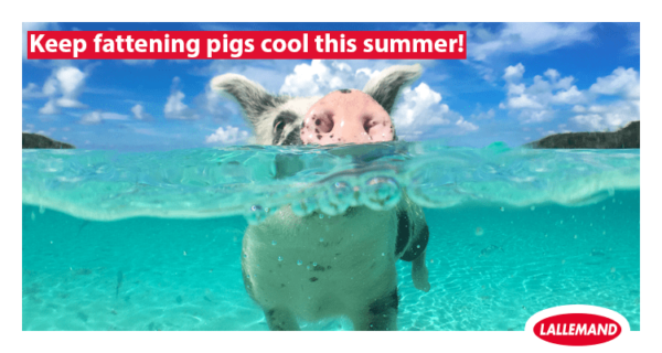 Keep fattening pigs cool this summer!
