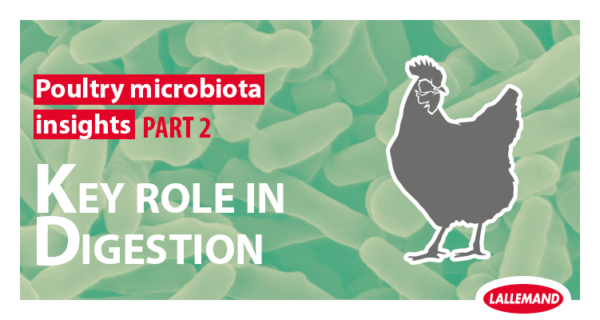 Poultry Microbiota Insight: Part 2 - Key role in digestion