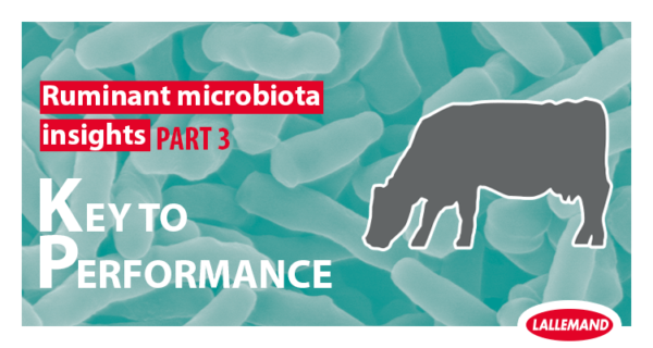 Ruminant Microbiota Insight: Part 3 - The key to performance