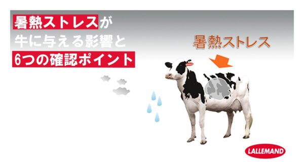 暑熱ストレスが牛に与える影響と、飼養面からの6つの確認ポイント