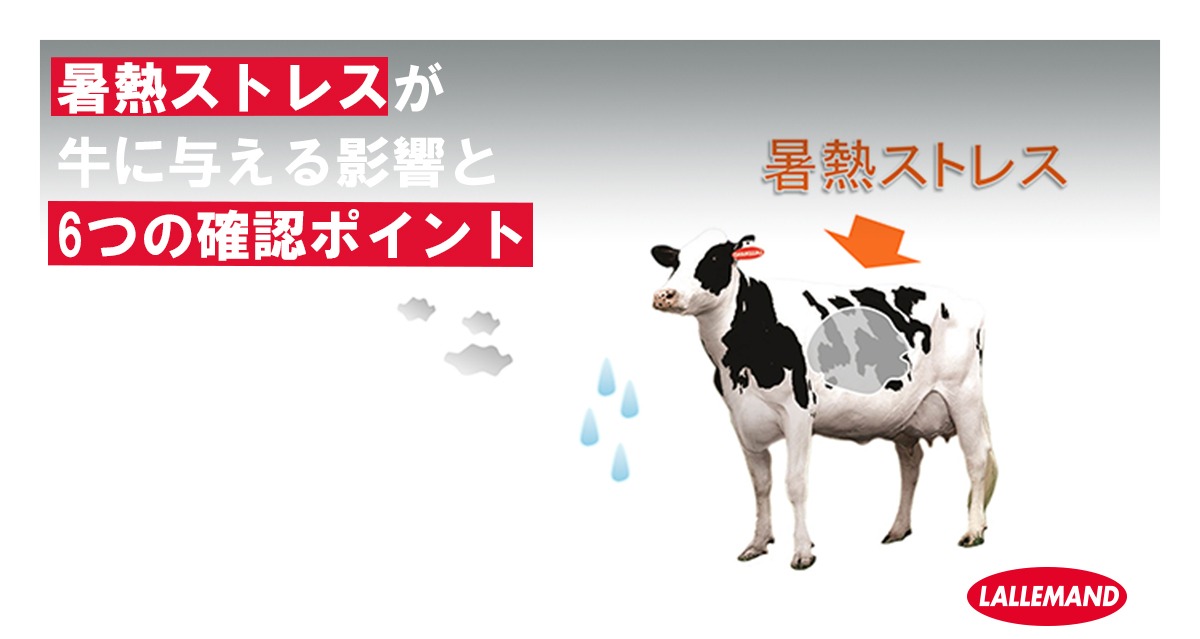 専門家に聞く：繊維の質と農場収益との関係 | Lallemand Animal Nutrition