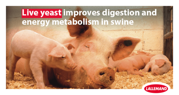Confirming a gut’s feeling: live yeast improves digestion and energy metabolism in swine