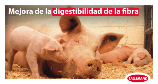 Confirmación de una intuición: las levaduras vivas mejoran la digestión y el metabolismo energético del cerdo