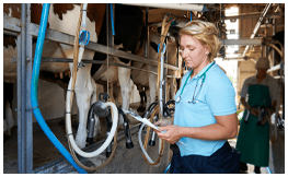 production lait vache
