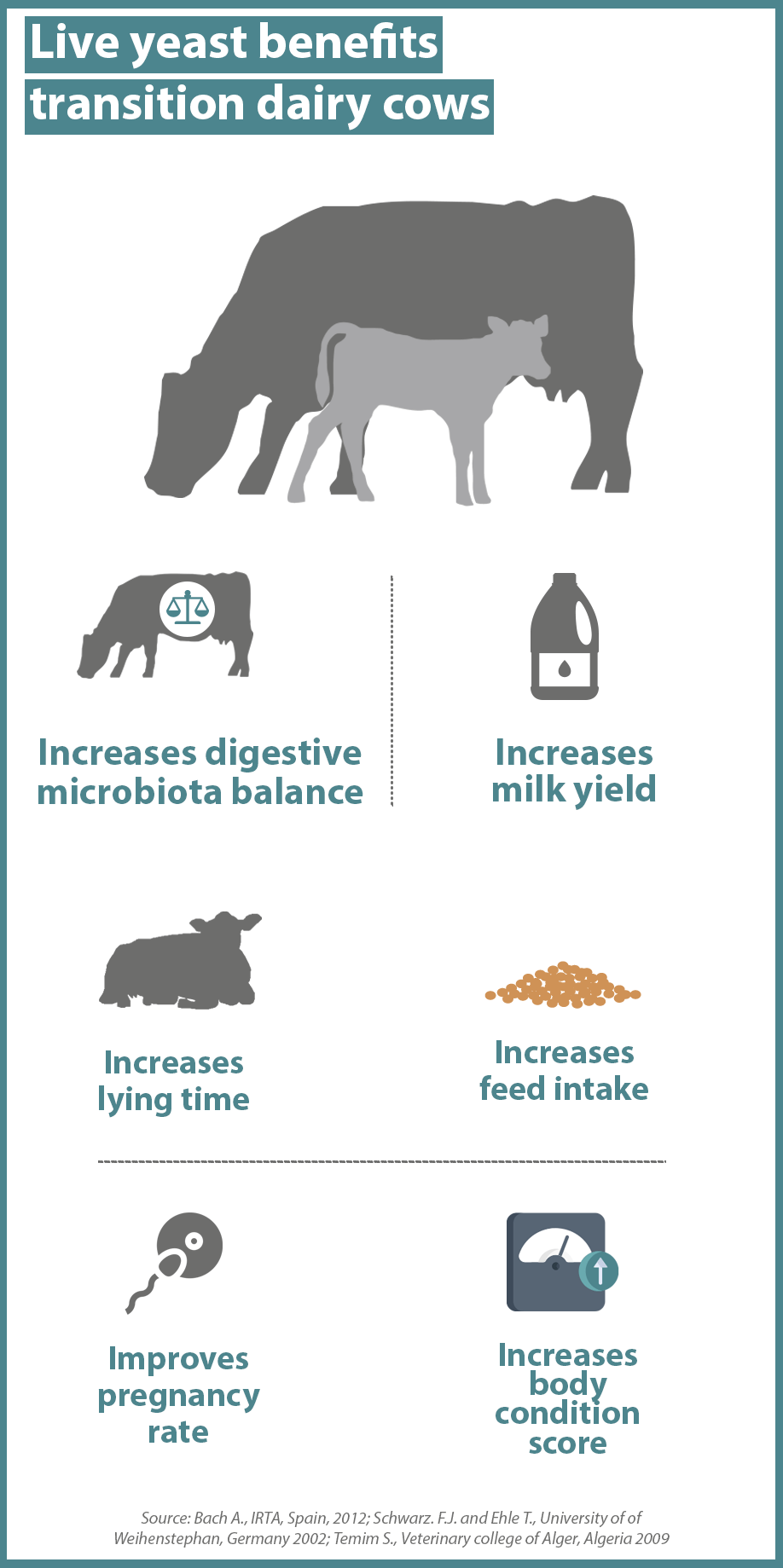 infographics on how live yeast benefits transition dairy cows