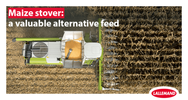 Maize stover: a valuable alternative feed