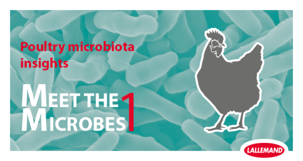 Poultry Microbiota Insight: Part 1 - Meet the microbes