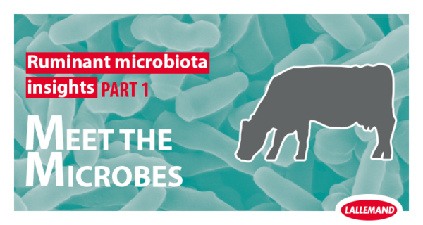 Ruminant Microbiota Insight: Part 1 - Meet the microbes
