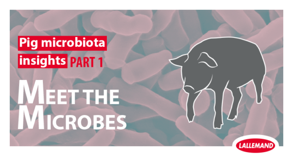 Pig Microbiota Insight: Part 1 – Meet the microbes