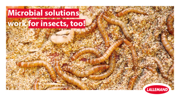 Microbial solutions work for insects, too!