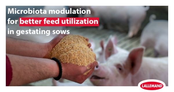 Microbiota modulation for better feed utilization in gestating sows