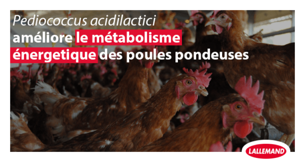BACTOCELL améliore le métabolisme énergétique des poules pondeuses