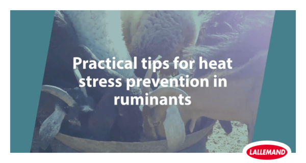 Practical tips for heat stress prevention in ruminants