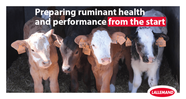 Preparing ruminant health and performance from the start