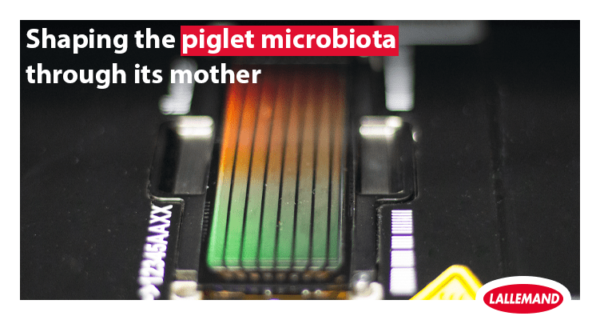 Shaping the piglet microbiota through its mother