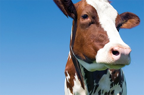 Vom Pansen zur Milchdrüse - Der Einfluss des Pansenmikrobioms auf Milchleistung und Eutergesundheit