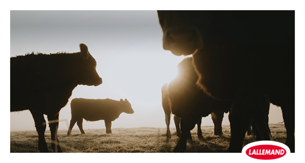 Comment les bovins viande peuvent-ils faire face au stress thermique ?