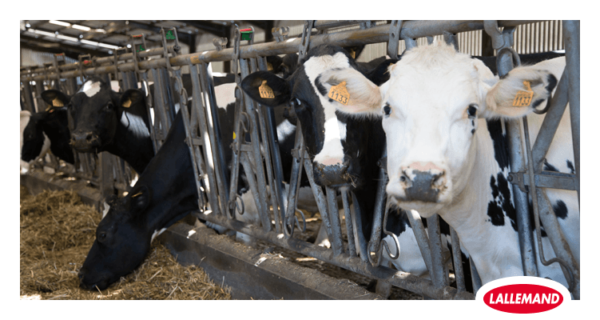 从宏基因组学研究的新角度了解奶牛围产期间瘤胃微生物群的变化