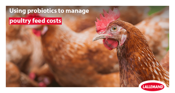 Using probiotics to manage poultry feed costs