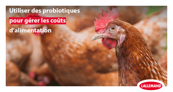 Utiliser des probiotiques pour améliorer la valorisation de l’aliment des poules pondeuses