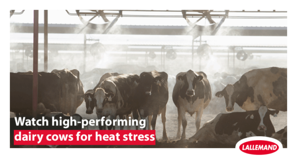 Watch High-Performing Cows for Early Signs of Heat Stress