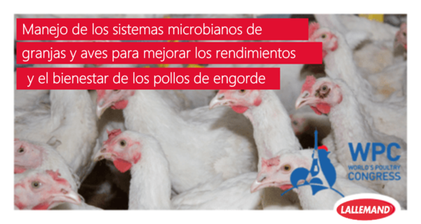 Mejorar el rendimiento y el bienestar de los pollos de engorde mediante la gestión de los ecosistemas microbianos de las granjas y las aves