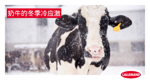奶牛的冬季冷应激