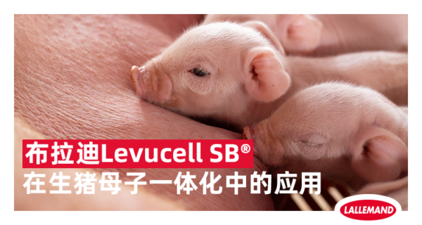 布拉迪Levucell SB®在生猪母子一体化中的应用