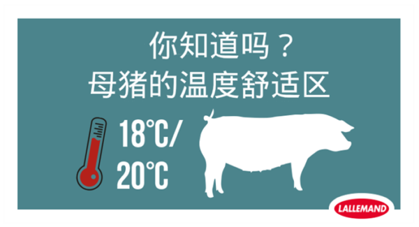 你知道吗？母猪的温度舒适区在18℃-20℃之间
