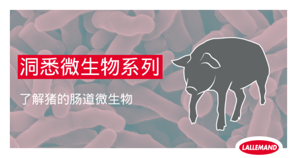 【洞悉微生物系列】之了解猪的肠道微生物