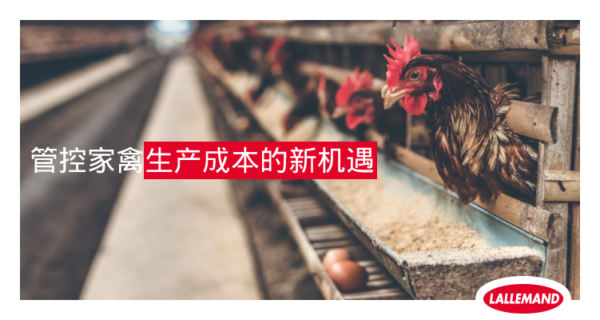 管控家禽生产成本的新机遇