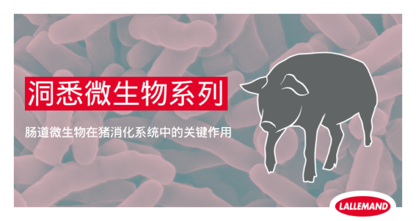 【洞悉微生物系列】之肠道微生物在猪消化系统中的关键作用